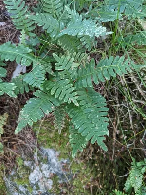 rock polypody