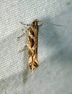 Aristotelia fungivorella thumbnail 2