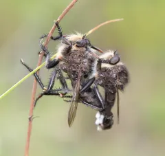 Yellow-bearded Hammertail thumbnail 2