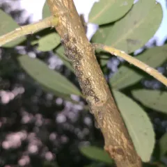 Giant Willow Aphid thumbnail 3