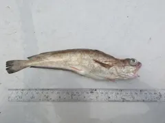 White Hake thumbnail 1