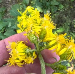 squarrose goldenrod thumbnail 4