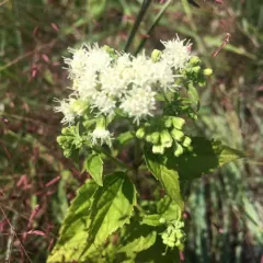 white snakeroot thumbnail 2