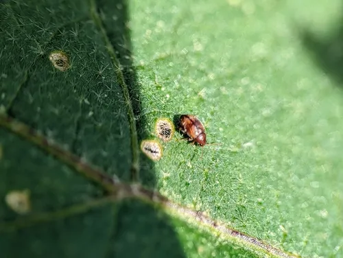 Tobacco Flea Beetle
