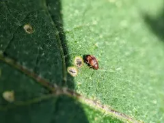 Tobacco Flea Beetle thumbnail 1