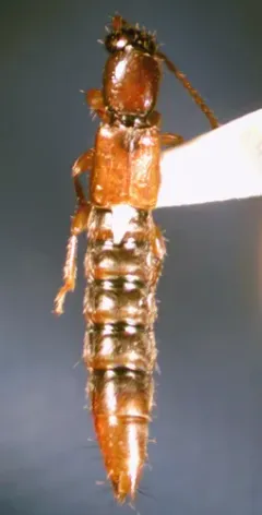 Lobrathium collare thumbnail 3