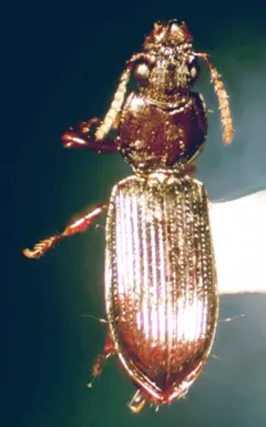 Schizogenius lineolatus thumbnail 4