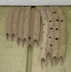 Organ-pipe Mud-dauber Wasp thumbnail 1