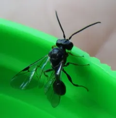 Helorus anomalipes thumbnail 2