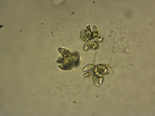 Kirchneriella lunaris