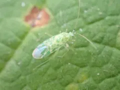 delicate apple capsid thumbnail 1