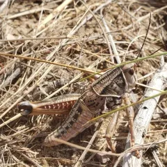 Plains Lubber Grasshopper thumbnail 2