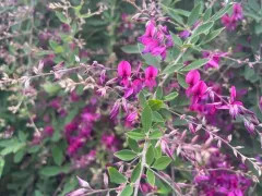 Thunberg's lespedeza thumbnail 3