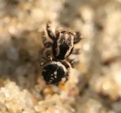 Habronattus agilis thumbnail 3