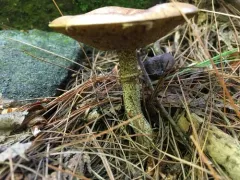 Suillus subalutaceus thumbnail 3
