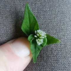 Nepal Persicaria thumbnail 4