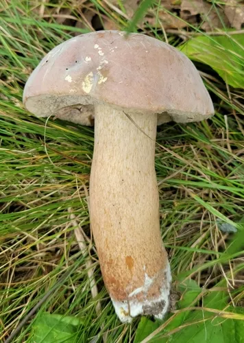 indecisive bolete