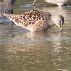 Long-billed Dowitcher thumbnail 2