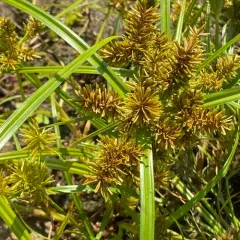 redroot flatsedge thumbnail 2