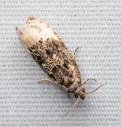 Off-white Hedya Moth thumbnail 4