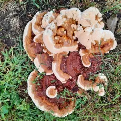 Ganoderma sessile thumbnail 4