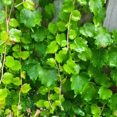 Japanese creeper thumbnail 4