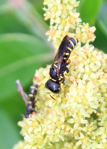 Ectemnius decemmaculatus