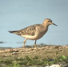 Buff-breasted Sandpiper thumbnail 3