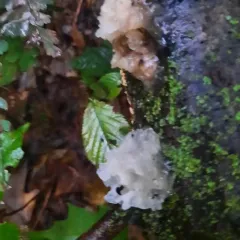 snow fungus thumbnail 4