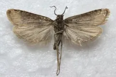 Eucosma southamptonensis thumbnail 3