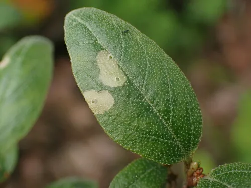 Speckled Casebearer Moth