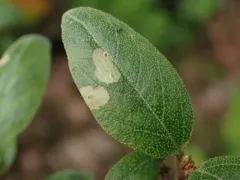 Speckled Casebearer Moth thumbnail 1