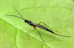 Dolichomitus pterelas thumbnail 3