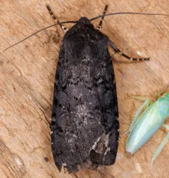 Fleece-winged Dart thumbnail 4