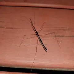 Emesaya brevipennis thumbnail 2