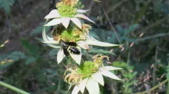 Myzinum obscurum thumbnail 3