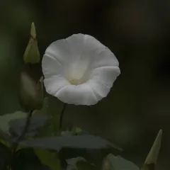large bindweed thumbnail 4
