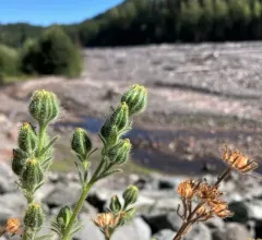 coast tarweed thumbnail 4
