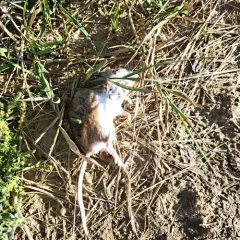 Western Deer Mouse thumbnail 3
