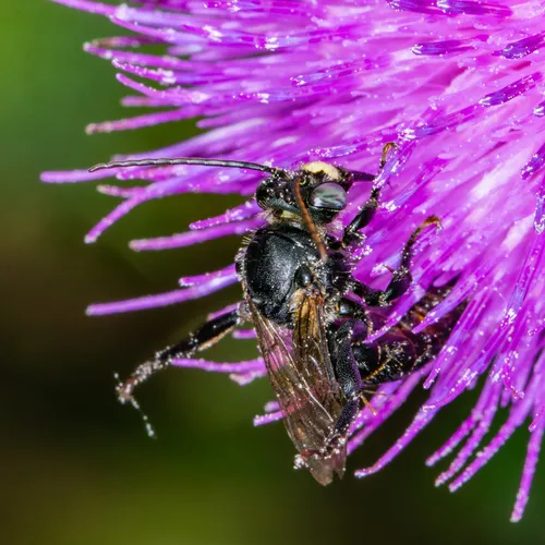 Eastern Thistle Longhorn Bee