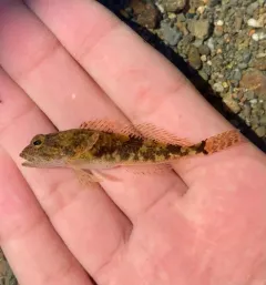 Coastrange Sculpin thumbnail 2