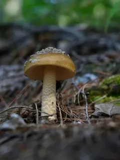 Piebald Ringless Amanita thumbnail 2