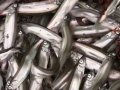 Pacific Capelin thumbnail 4