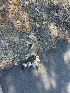 Ringtail thumbnail 1