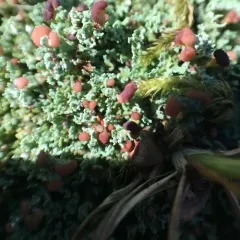 Stubby-stalked Cladonia thumbnail 2