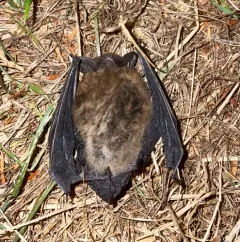 California Myotis thumbnail 3