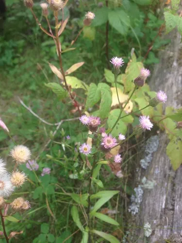 Northern Daisy