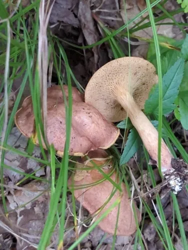 Bothia castanella