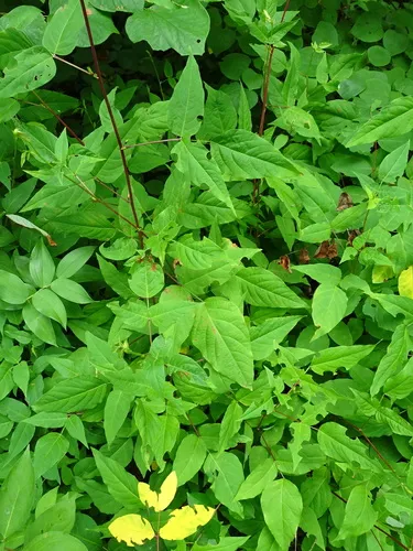 toothed tick-trefoil