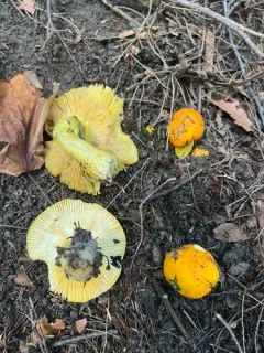 Russula xantho thumbnail 4